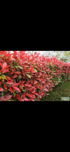 Photinia red robin plants - x,