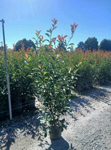 Photinia red robin 10l approx - red,