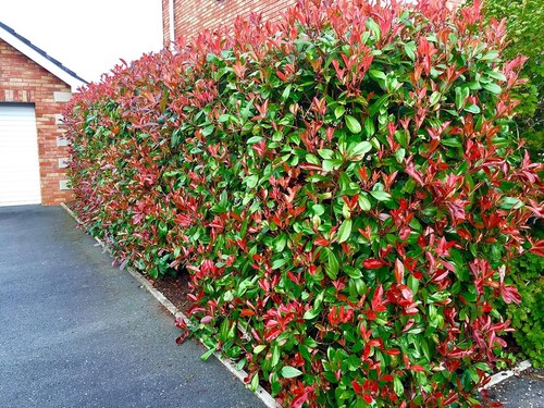 Photinia red robin - 10, hedging