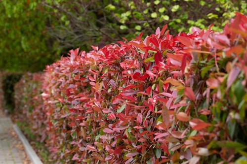 Photinia red robin hedging - 3,