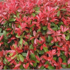 25 X PHOTINIA RED ROBIN BUSHY