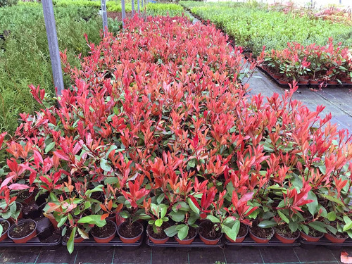 Photinia red robin hedging - red,