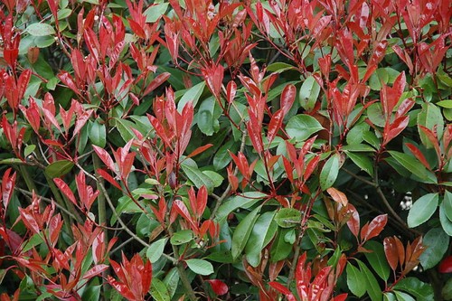 Photinia red robin - 60, hedging