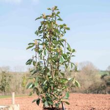 Photinia Red Robin - Scarlet