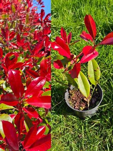 Photinia fraseri little - 1,