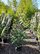 Photina Red Robin 10L Approx