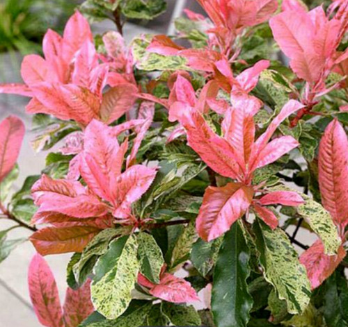 Photinia pink crispy red robin - red,
