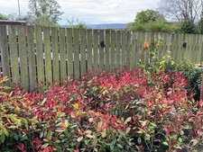 Photinia Red Robin Hedging