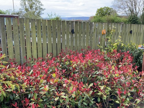 Photinia red robin - red,