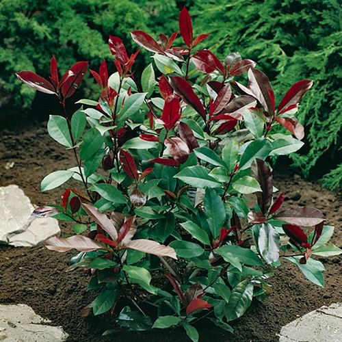 Evergreen shrub photinia - evergreen,