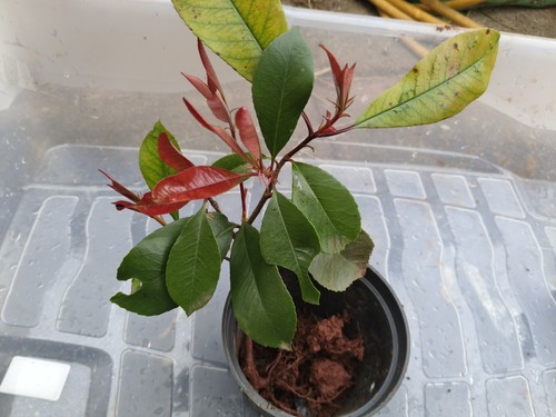 Photinia red robin young - 1, x