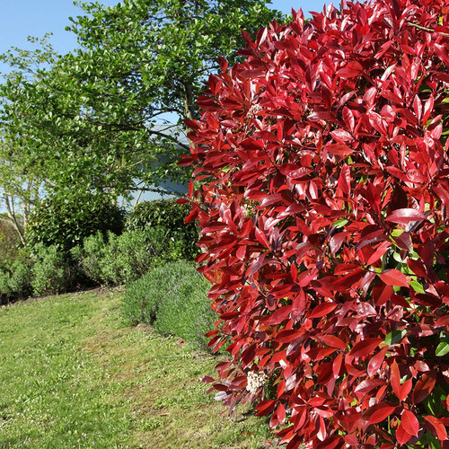 Photinia red robin hedging - photinia,