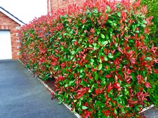1 Red Robin Hedging Photinia
