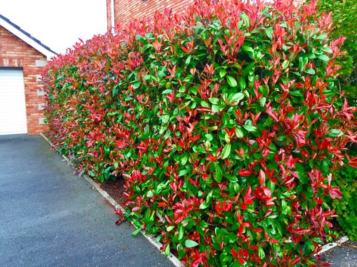 Red robin hedging - robin, photinia