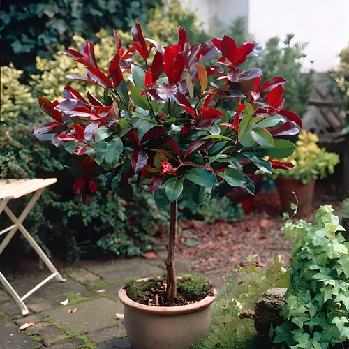 Photinia red robin hedging - photinia,