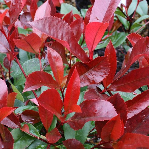 Photinia fraseri red robin - fraseri, 'red
