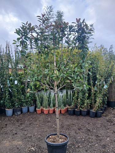 Photinia red robin - robin, pleach