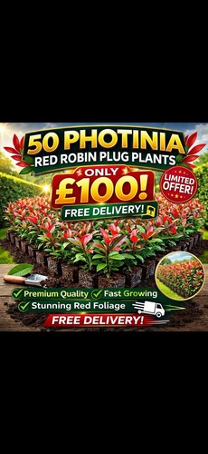 Photinia red robin plug - photinia,