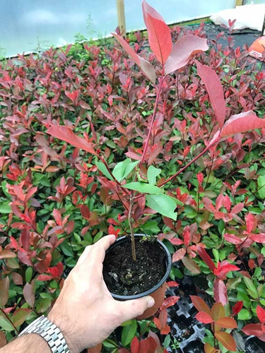 Photinia red robin - 15,