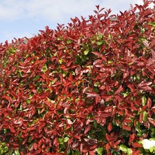 Red Robin Hedging Plants