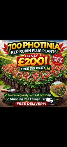 100 photinia red robin plug - 100,