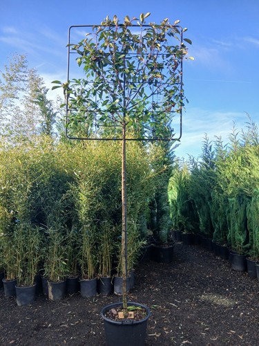 Photinia red robin - photinia,