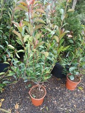 Photina Red Robin 5L Approx 1m