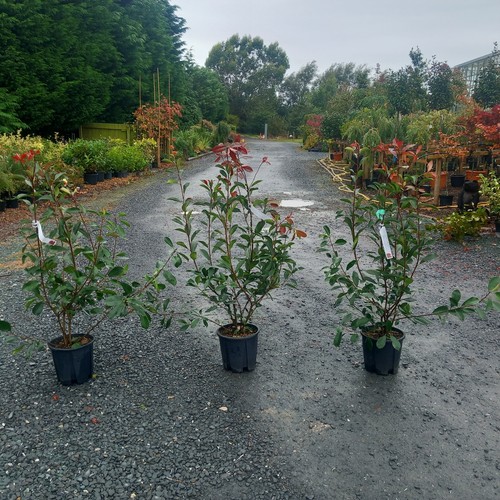 Photinia red robin - photinia,