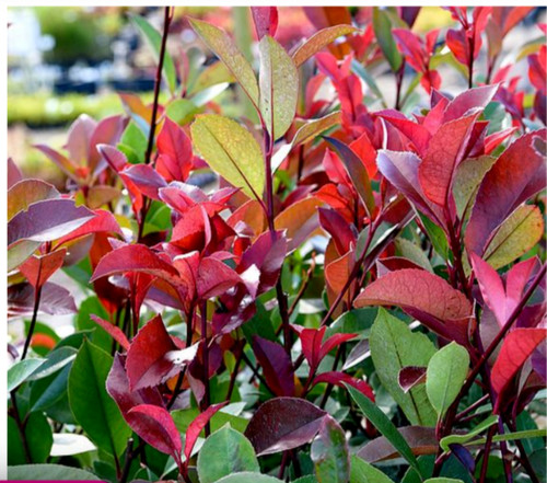 Photinia fraseri red - x,