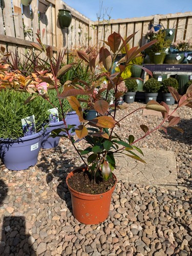 Photinia red robin hedging - photinia, |