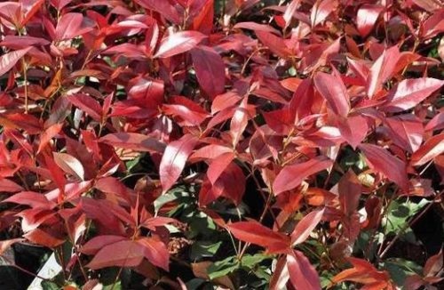10x 3ft photinia red - 10x,