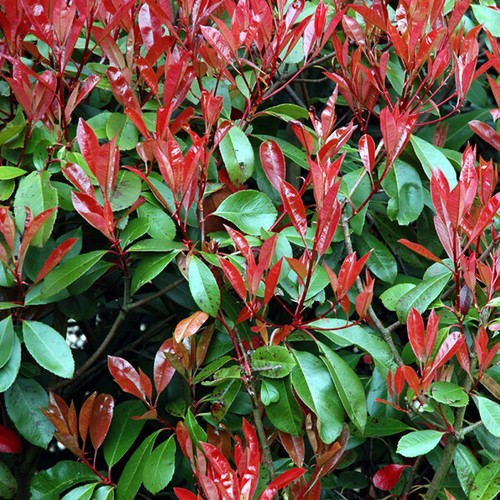Photinia red robin bush - red,