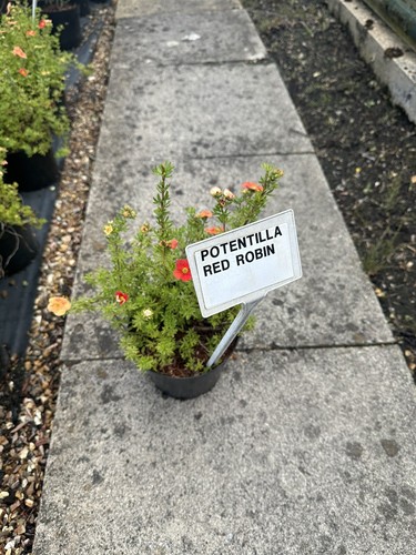 Potentilla red robin - 'red, robin'