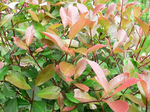 Photinia fraseri red robin - x,