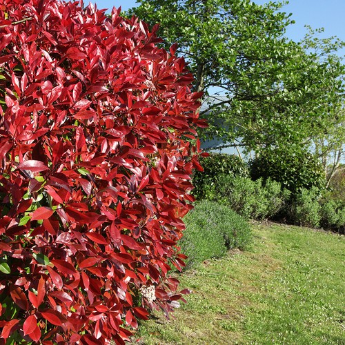 Photinia red robin - photinia, 2l