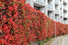 20 Photinia Red Robin Hedging
