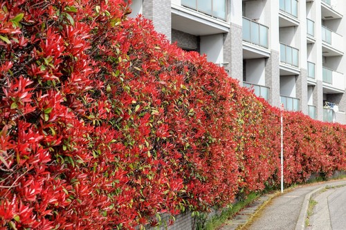 Photinia red robin hedging - 20,