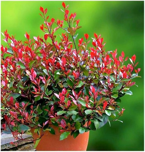 Litre photinia x fraseri - 2,