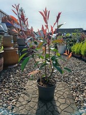 5 X Photinia Red Robin |