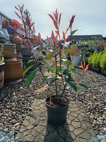 Photinia red robin hedging - red, |