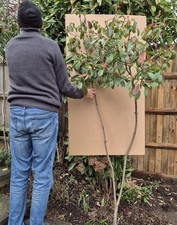 6ft Tall Photinia Red Robin