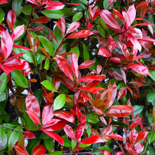 Photinia red robin bushy - robin,