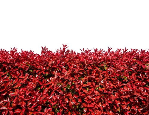 Photinia red robin hedging - robin,