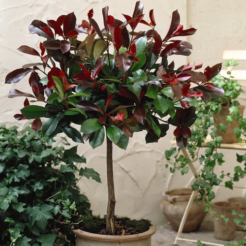 Standard photinia red - t&m,