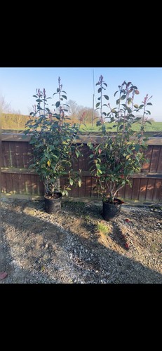 Red robin photinia hedging - photinia,