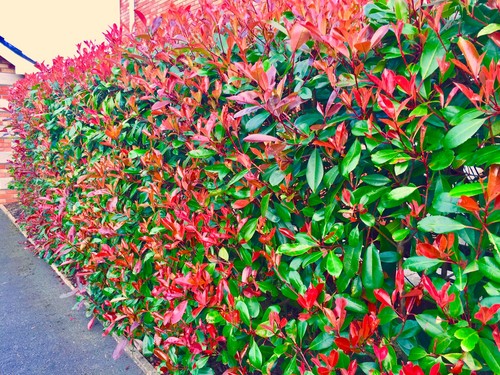 100 red robin - red, hedging