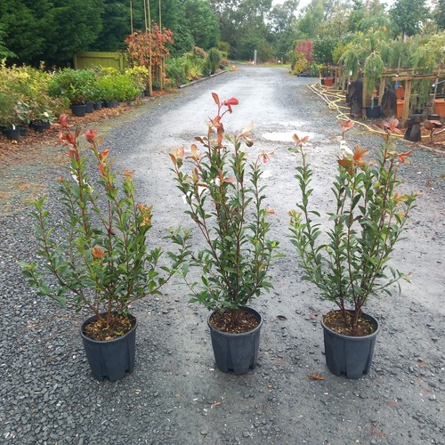 Photinia red robin - 'red,