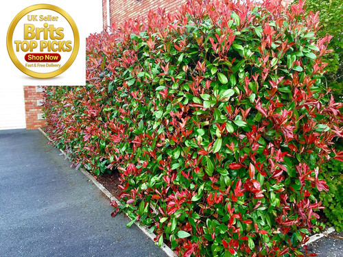 Red robin photinia - robin, hedging