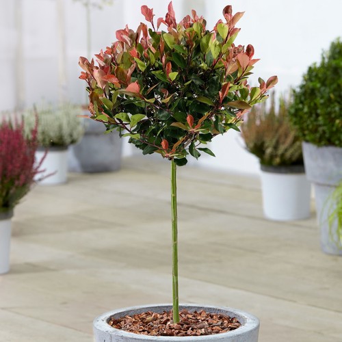 Photinia little red robin - robin, |