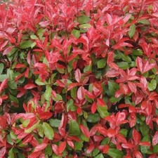 5 X PHOTINIA RED ROBIN BUSHY